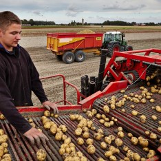aardappelrooien in Firdgum